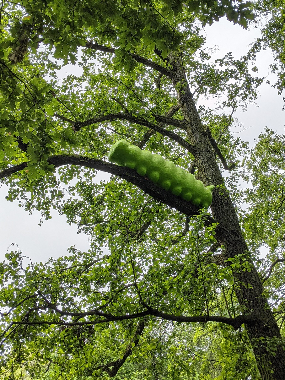 Zu sehen ist eine große grüne Raupe. Sie sitzt weit oben in einem Baum auf einem Ast.