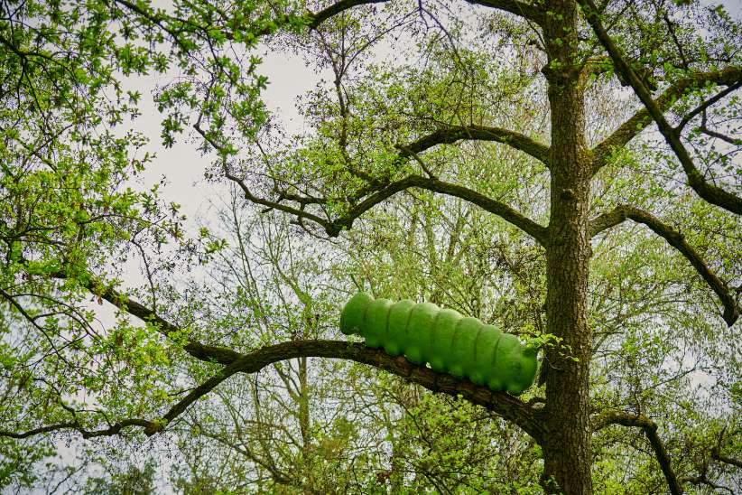 Dicke Raupe, Foto: Stefan Cop