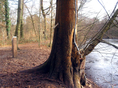 Bild: Pinkelbaum