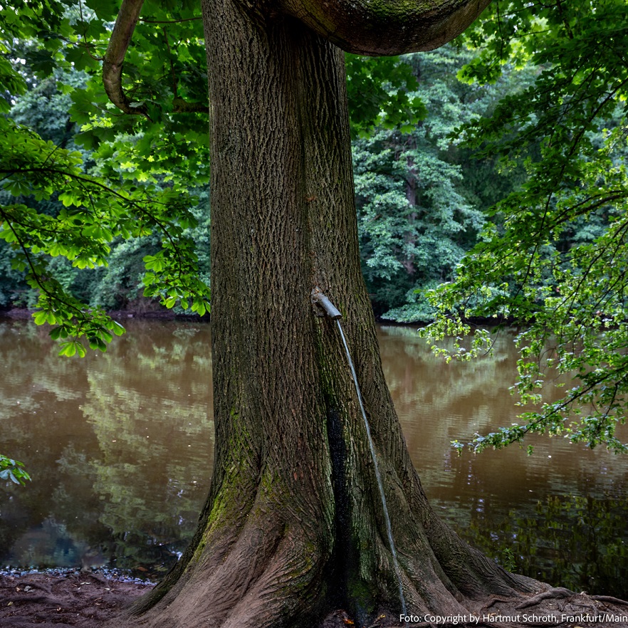 Bild: Pinkelbaum