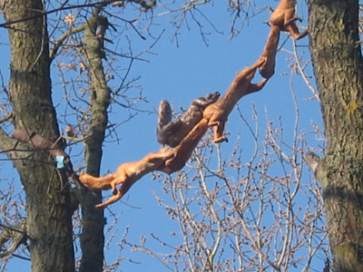 Bild: König der Eichhörnchen