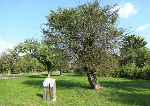 Chlodwig-Poth-Anlage